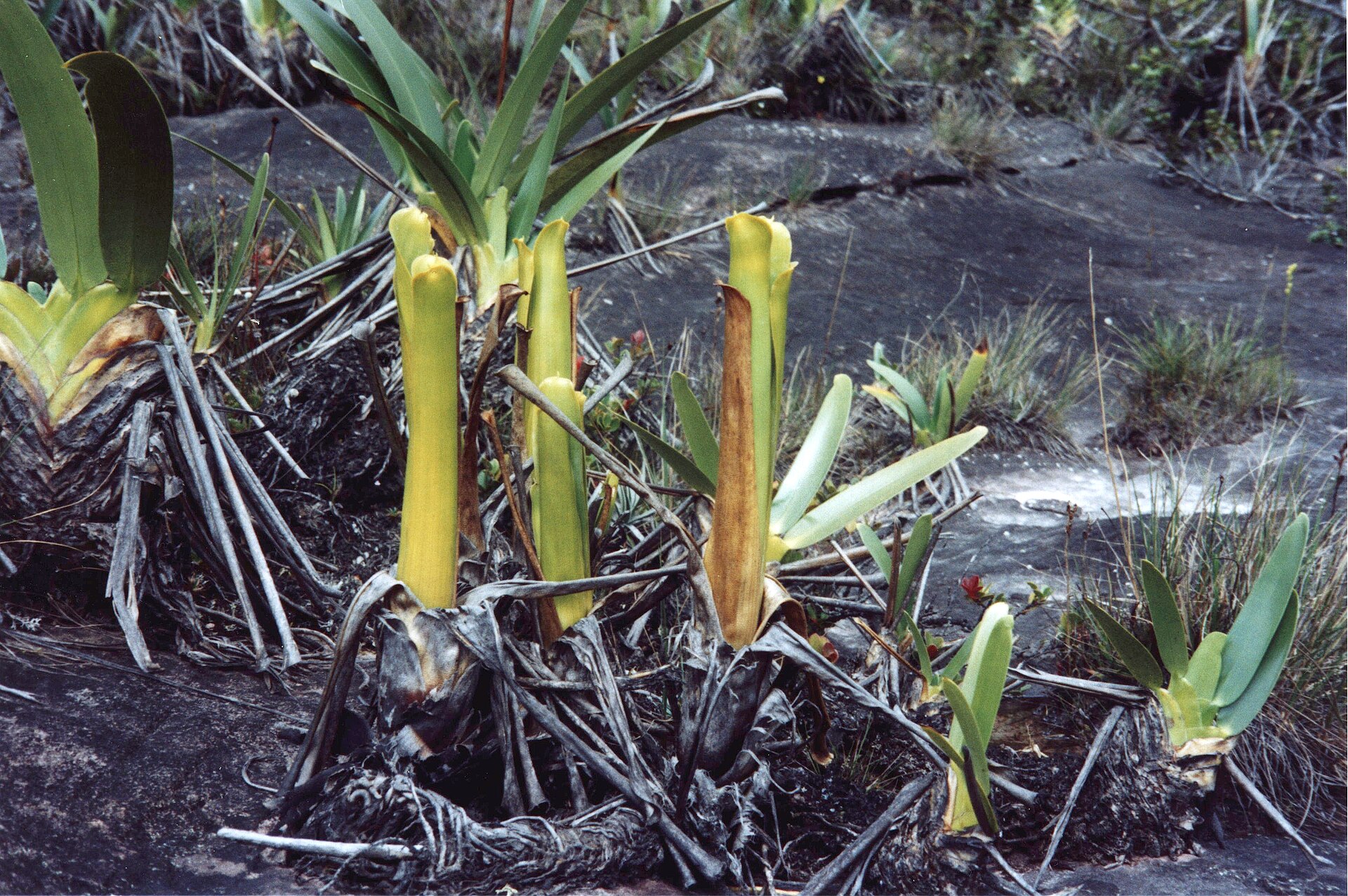 Bromélia Brocchinia no topo do Monte Roraima