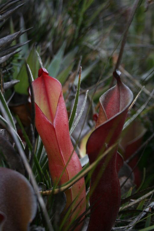 Planta carnívora Heliamphora no Monte Roraima