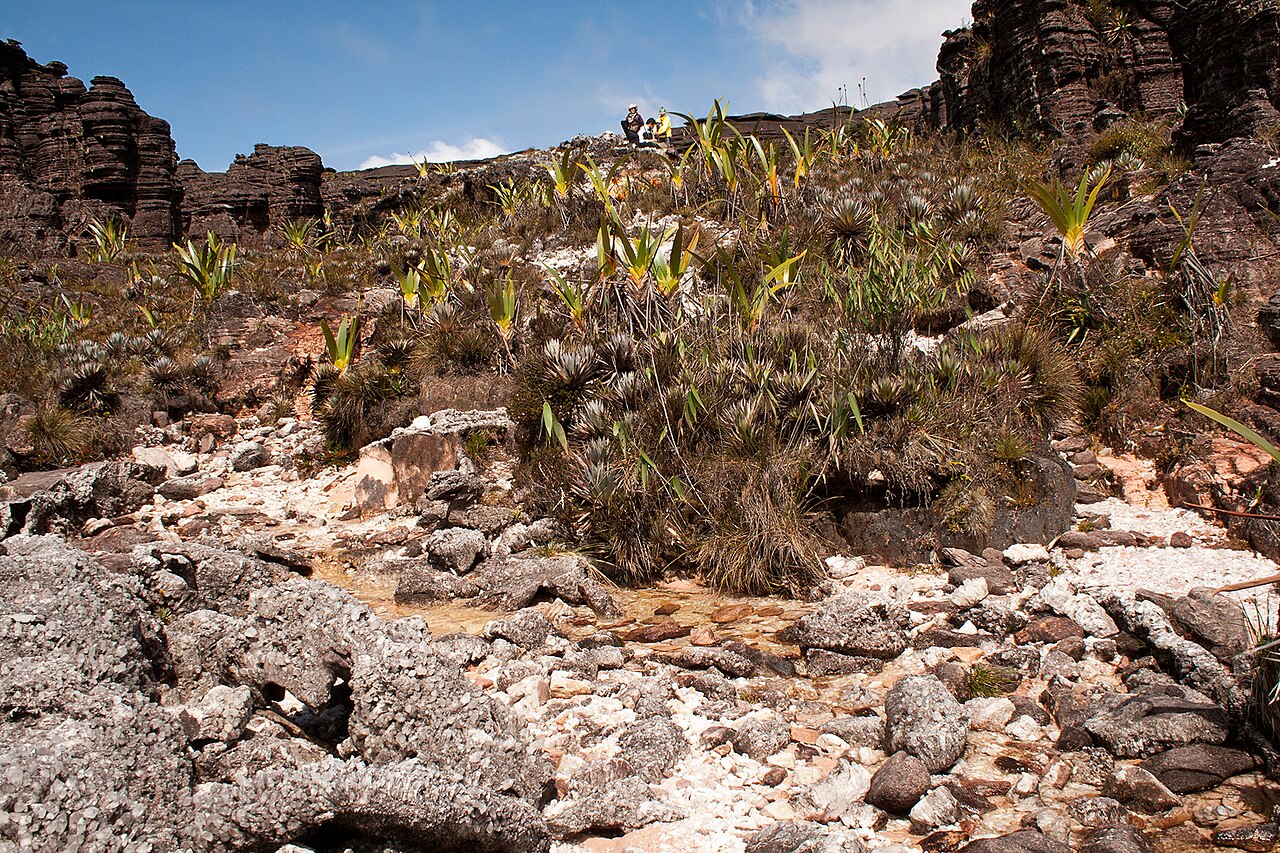 Rochas e plantas no topo do Monte Roraima